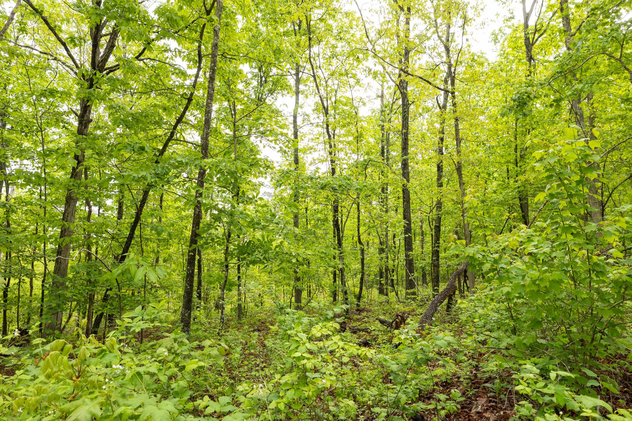 Stardust Estates Tract 37 photo 8