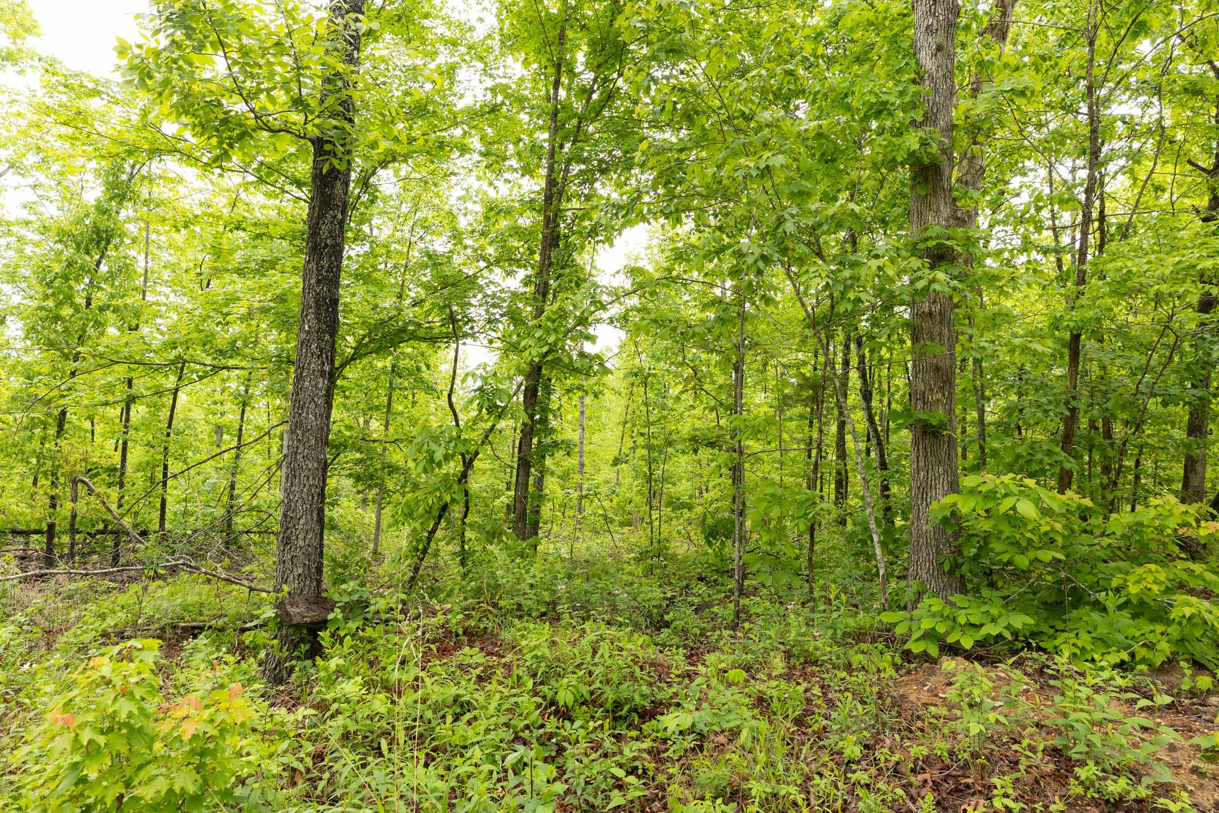 Stardust Estates Tract 37 photo 6