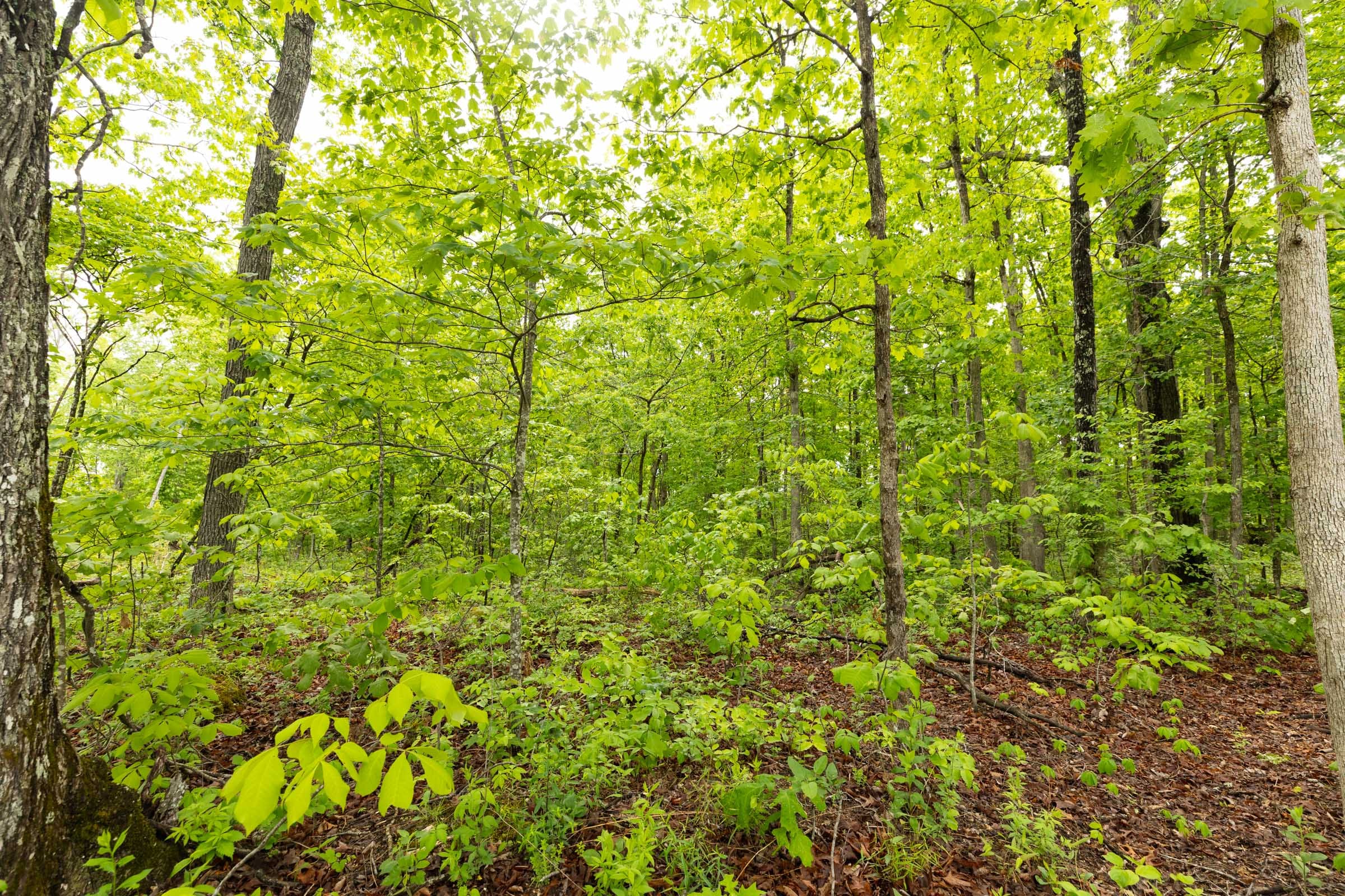 Stardust Estates Tract 37 photo 5