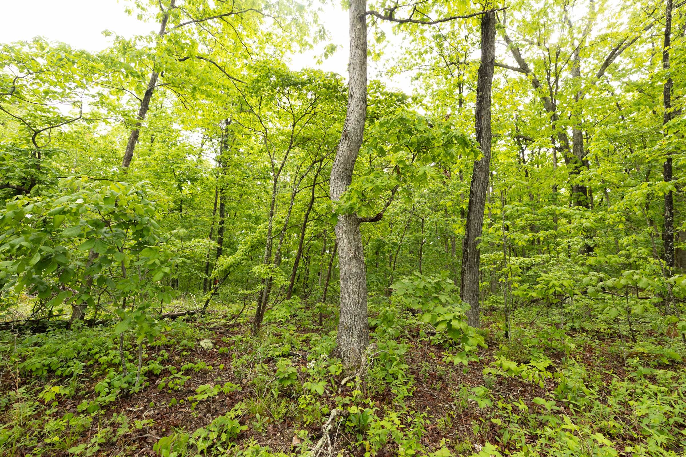 Stardust Estates Tract 37 photo 4