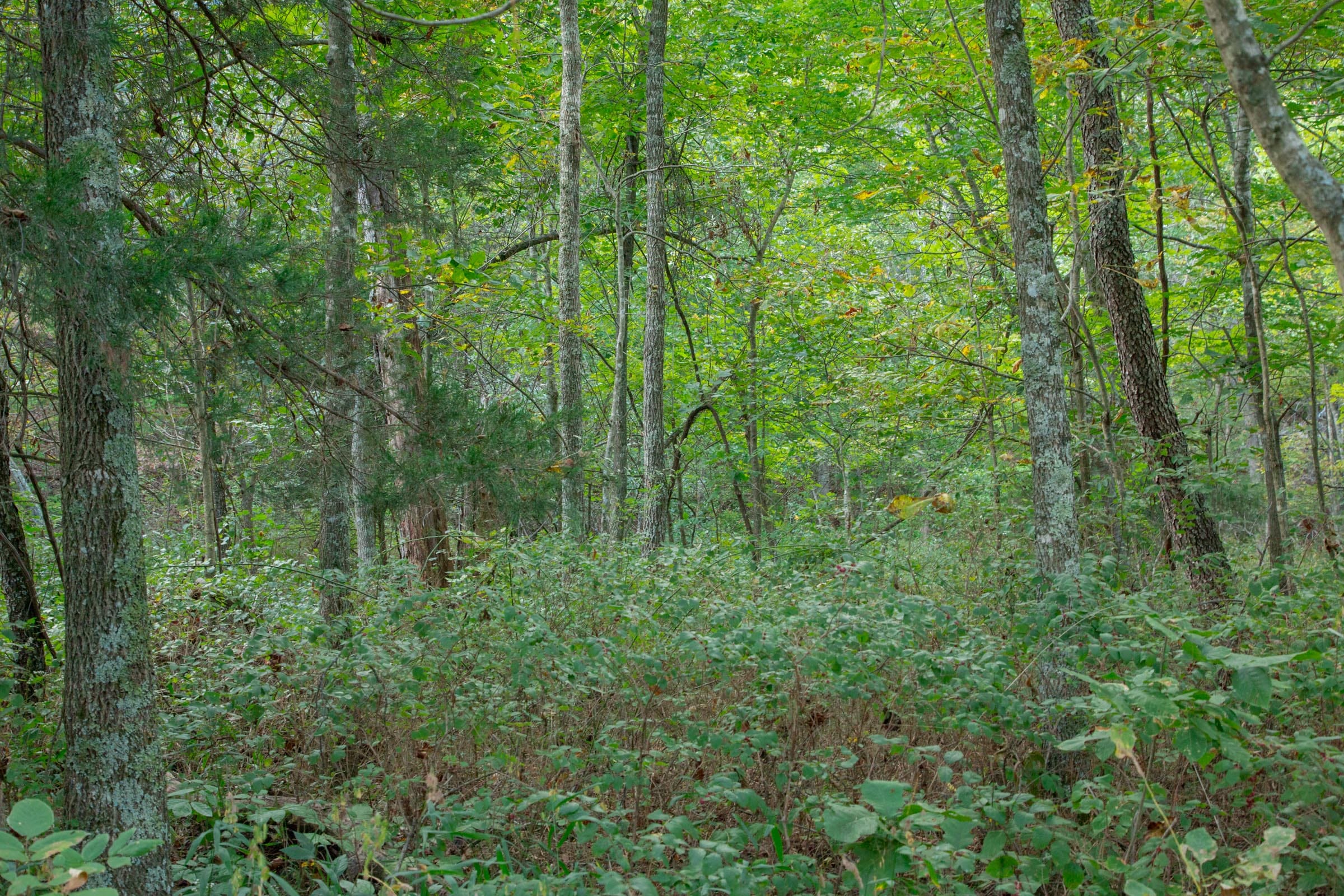 Wagon Wheel Ranch Tract 21 photo 13