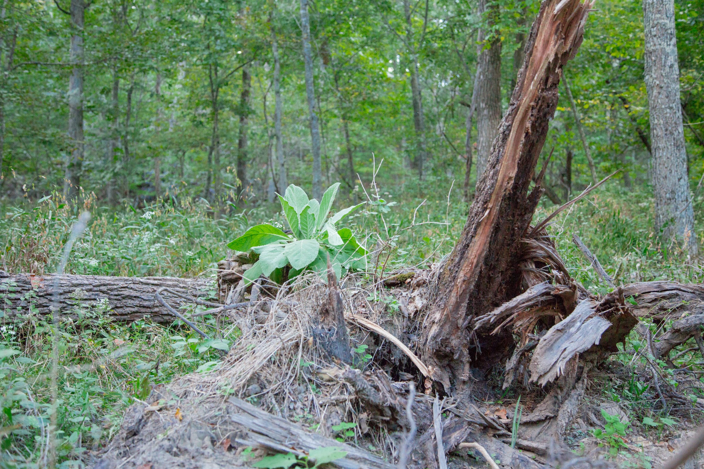Wagon Wheel Ranch Tract 21 photo 14