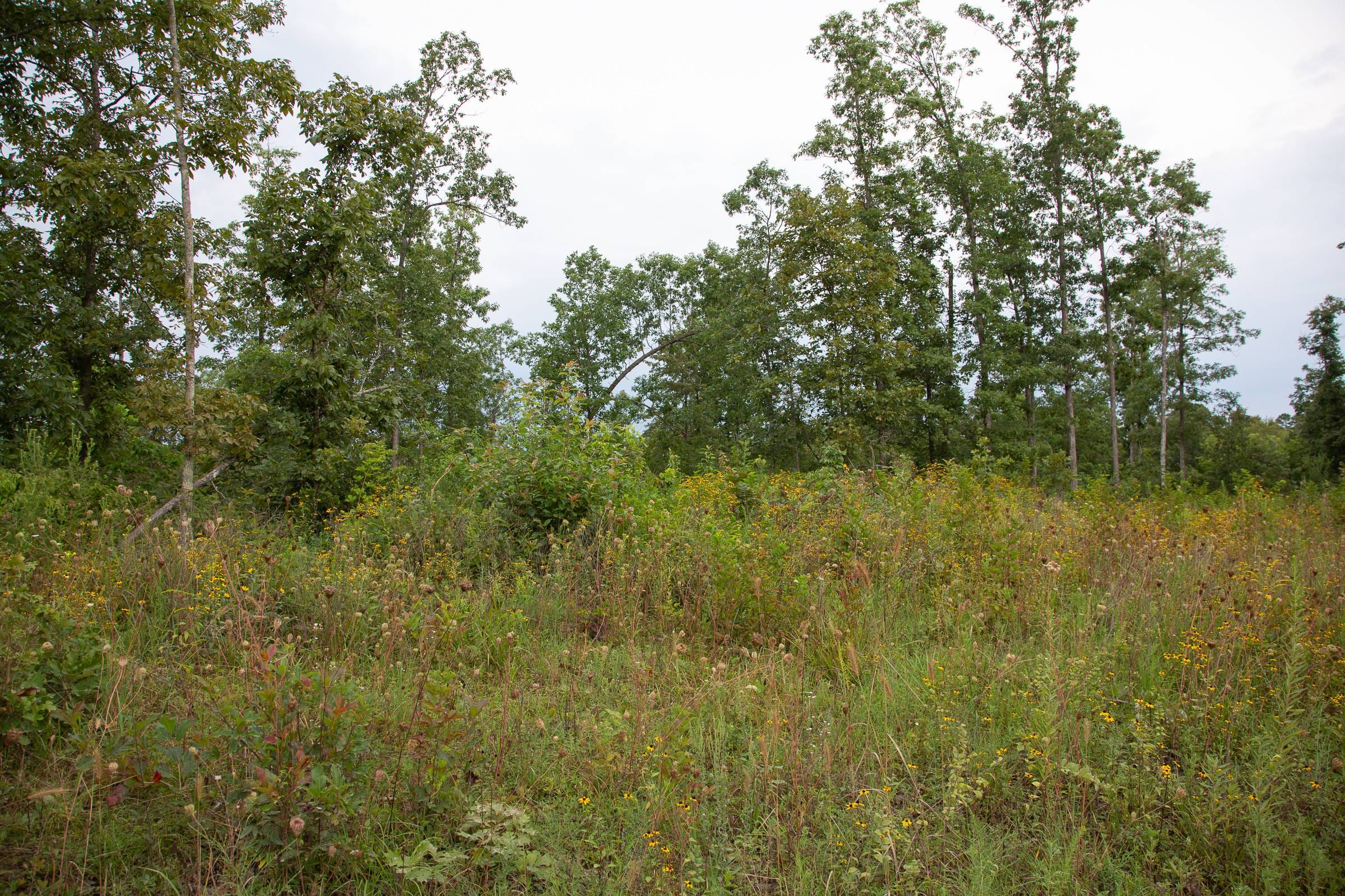 Borgmann’s Hollow Phase II Tract 34 photo 3