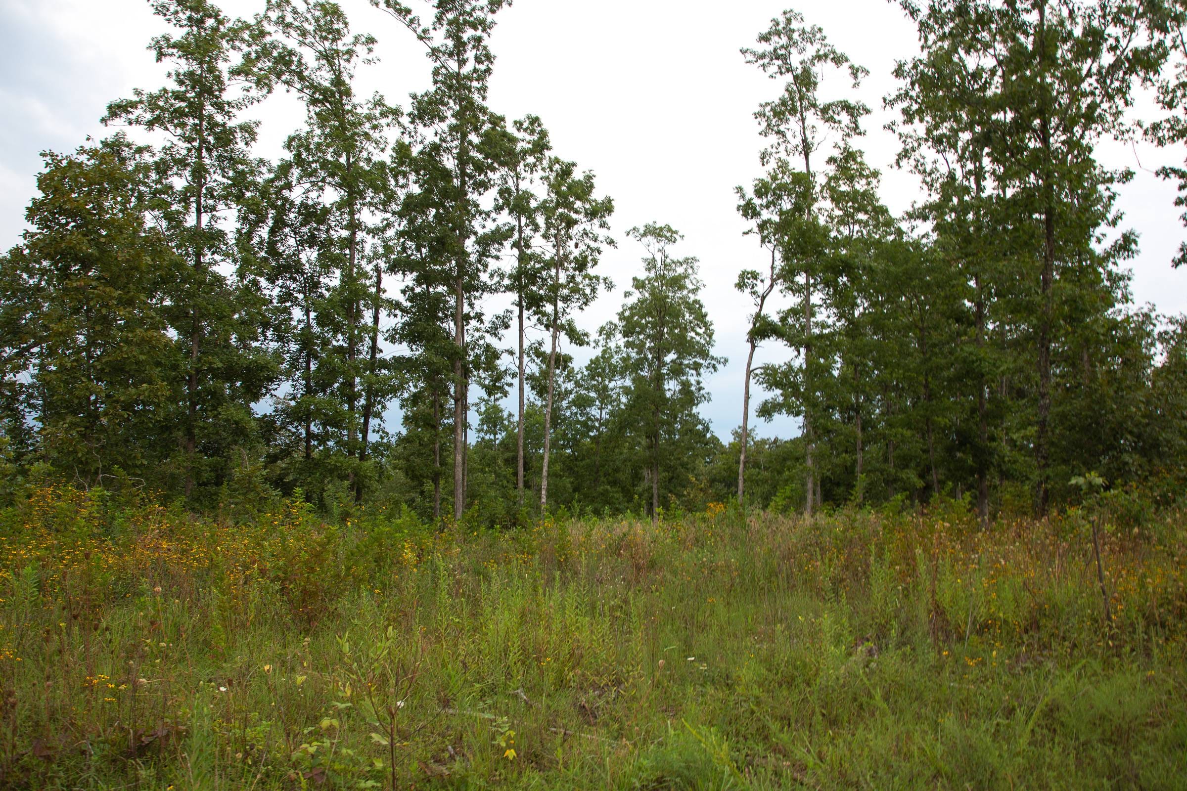 Borgmann’s Hollow Phase II Tract 34 photo 4