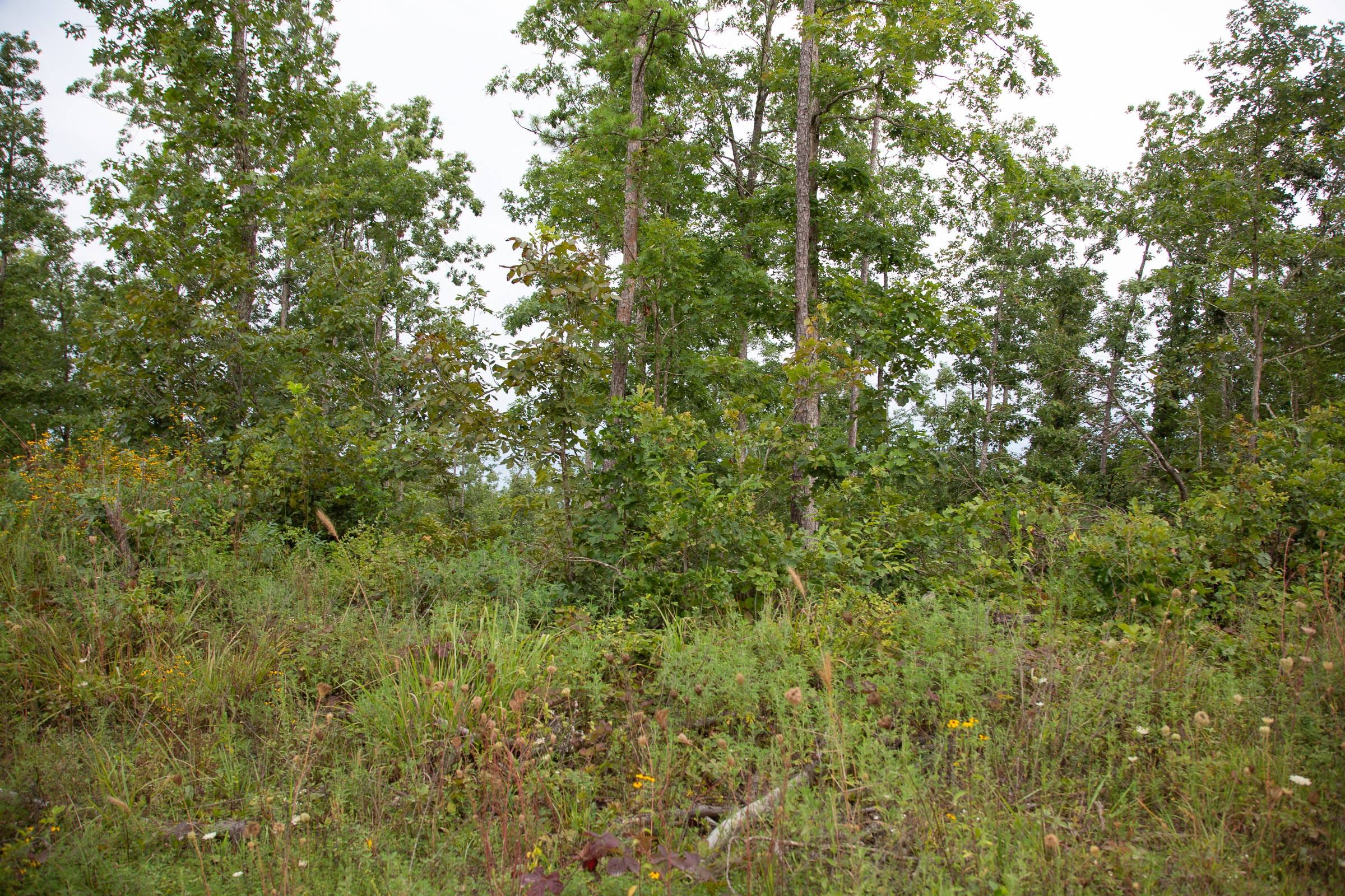 Borgmann’s Hollow Phase II Tract 34 photo 5