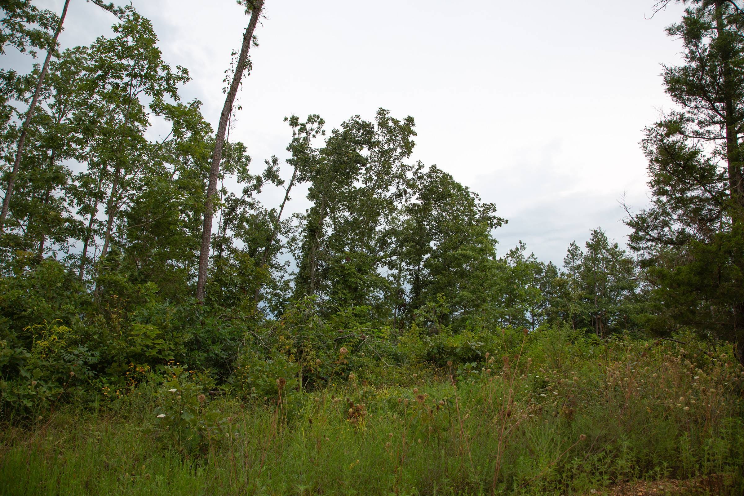 Borgmann’s Hollow Phase II Tract 34 photo 6