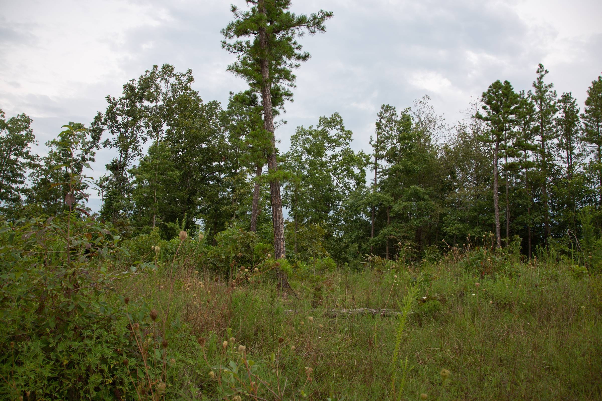 Borgmann’s Hollow Phase II Tract 34 photo 8