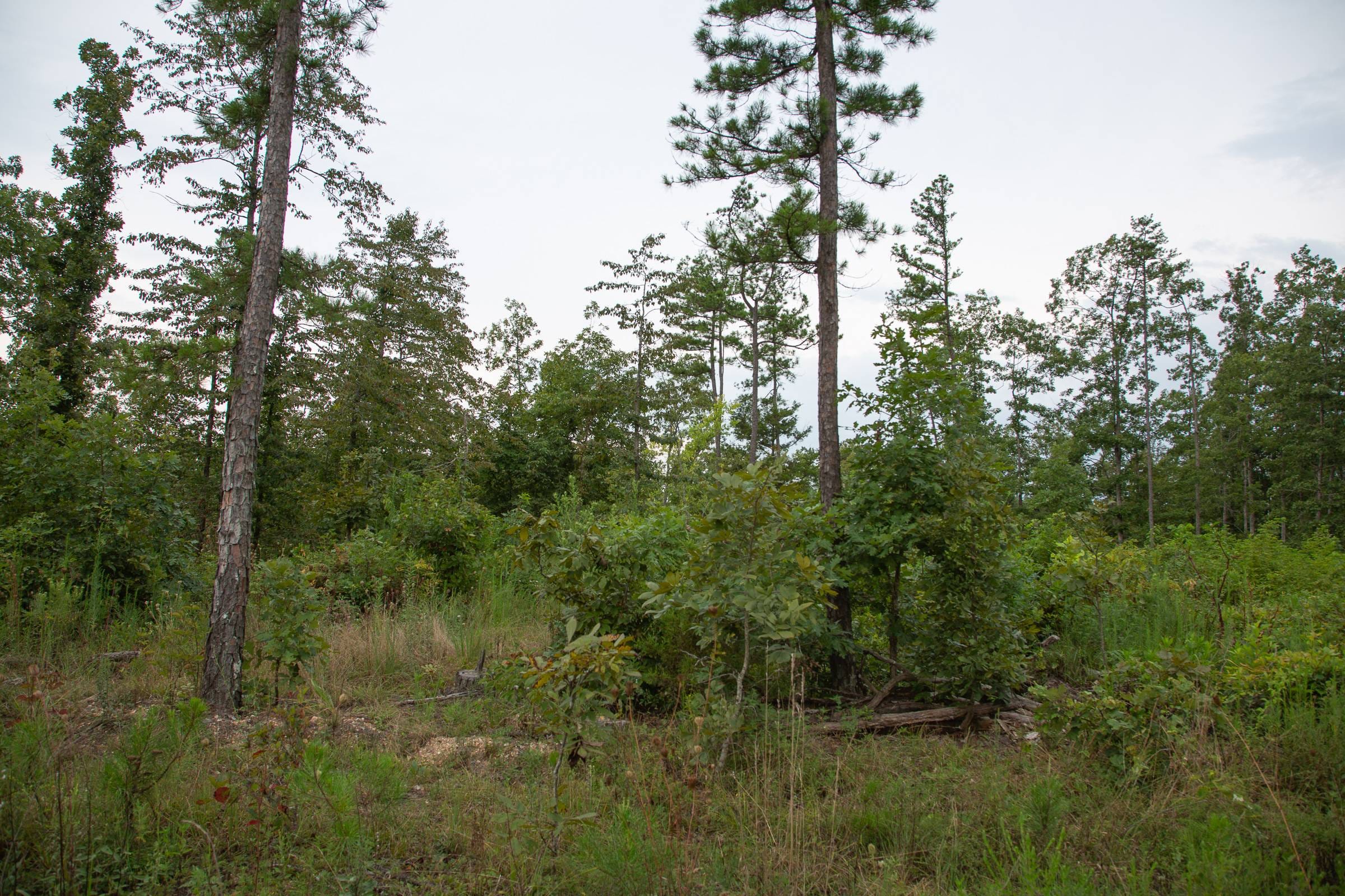 Borgmann’s Hollow Phase II Tract 34 photo 9