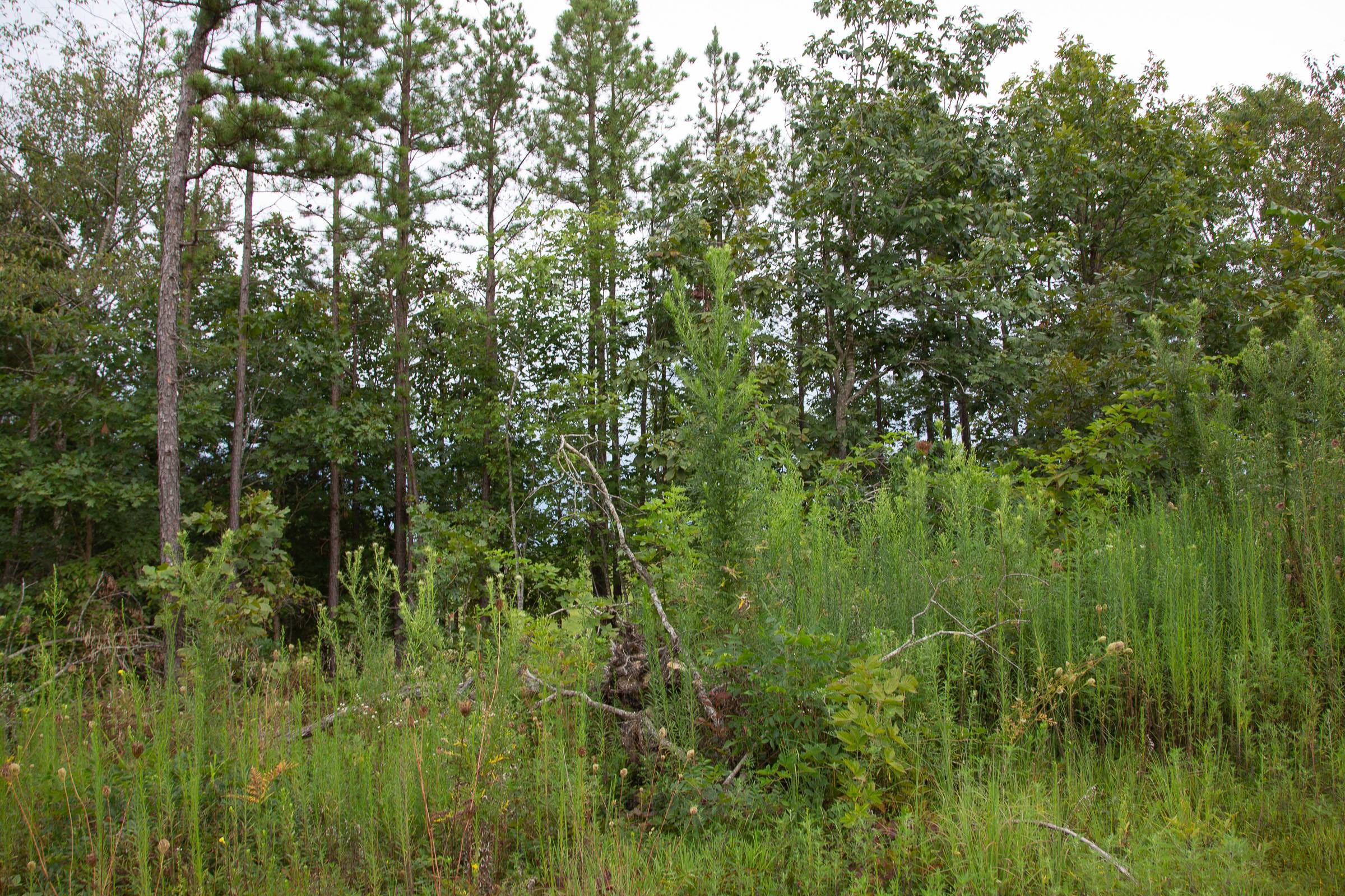 Borgmann’s Hollow Phase II Tract 34 photo 10