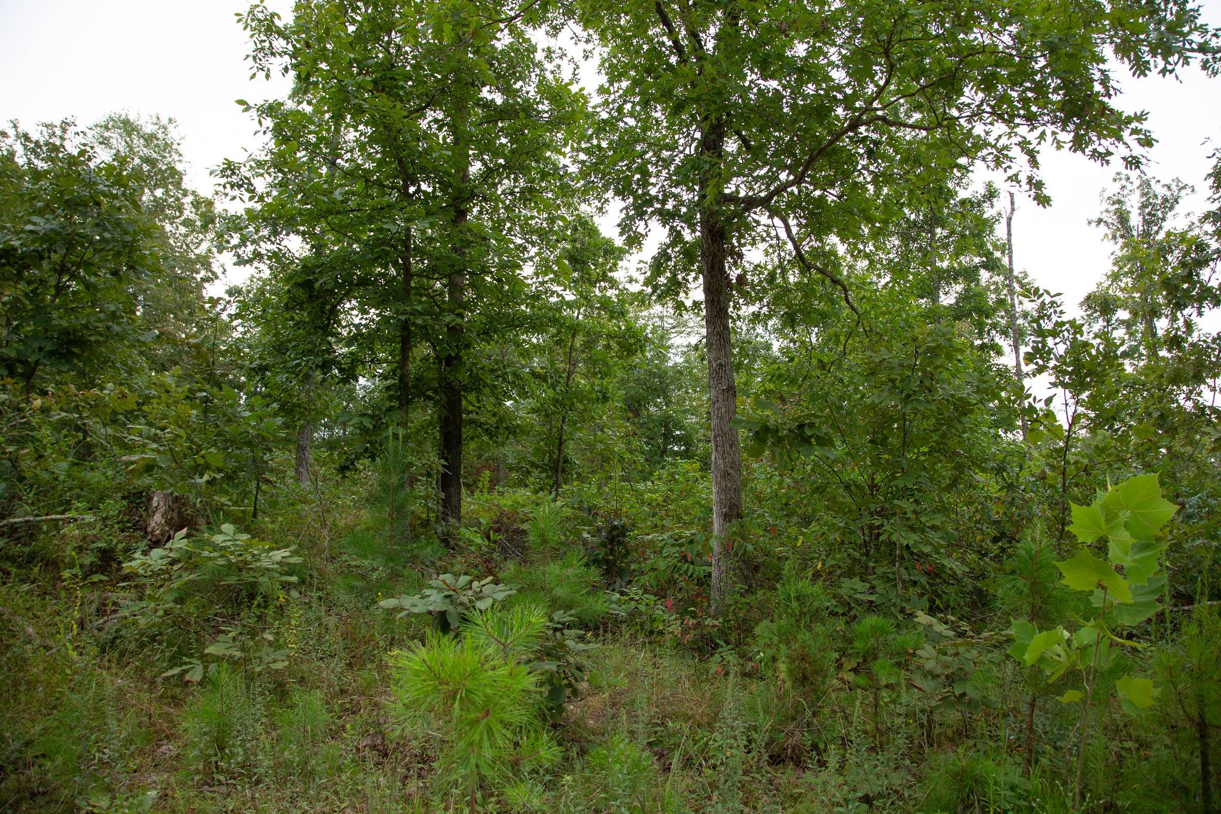 Borgmann’s Hollow Phase II Tract 34 photo 12