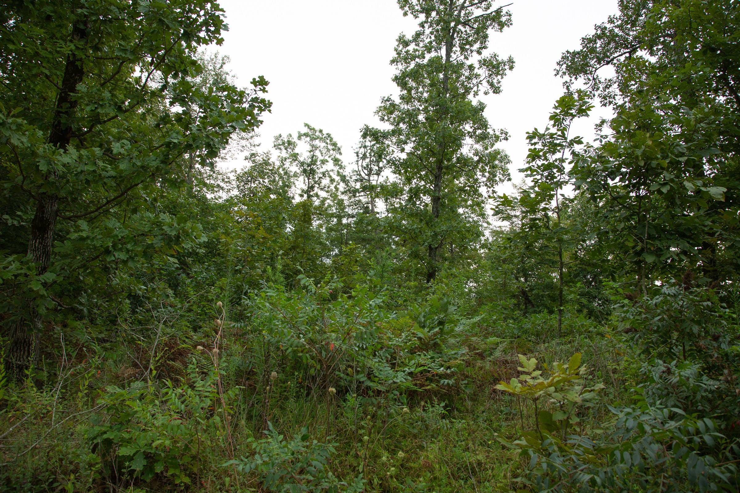 Borgmann’s Hollow Phase II Tract 34 photo 13