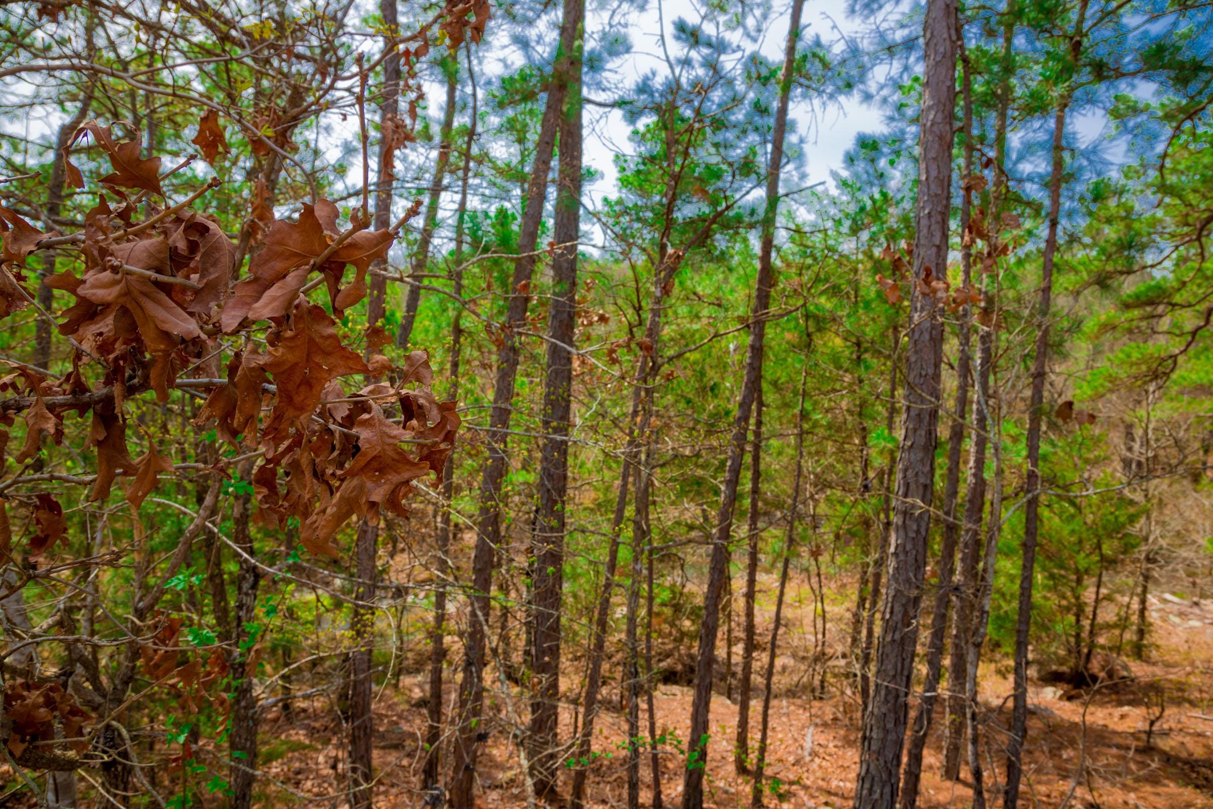 Stone Creek Phase II Tract 205 photo 3