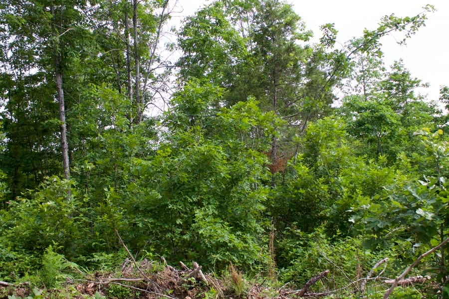 Thunder Mountain Ranch Tract 23 photo 2