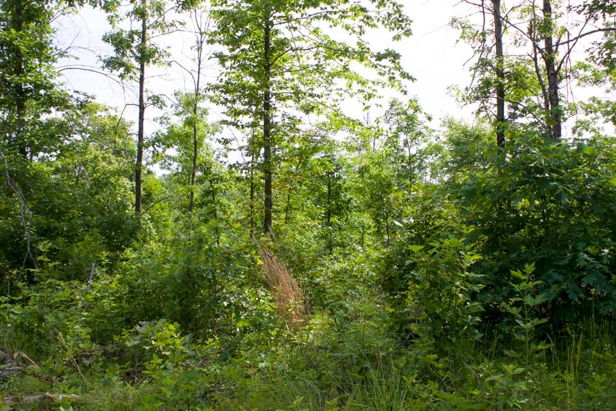 Thunder Mountain Ranch Tract 23 photo 6