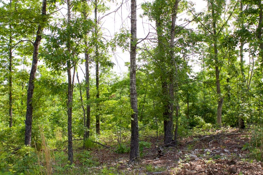 Thunder Mountain Ranch Tract 23 photo 1