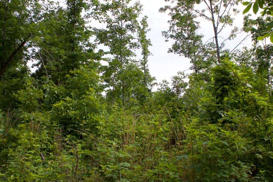 Thunder Mountain Ranch Tract 23 photo 7