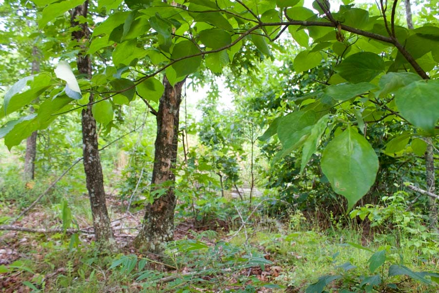 Thunder Mountain Ranch Tract 11 photo 3