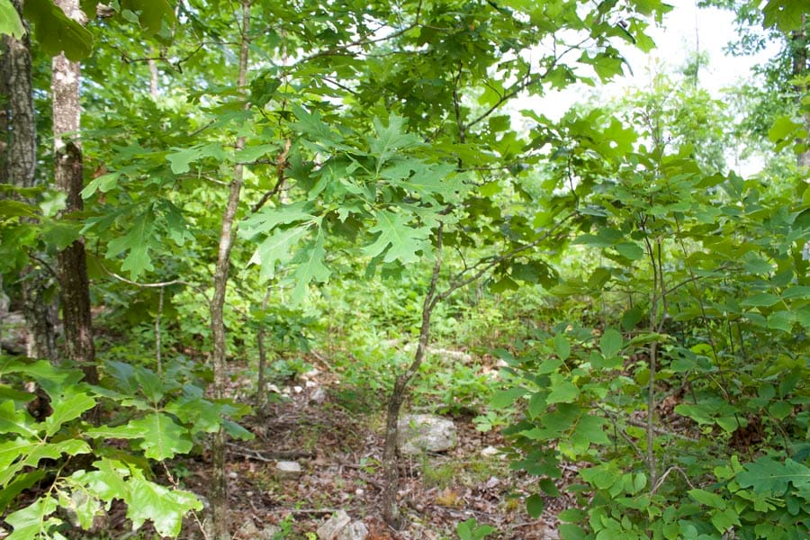 Thunder Mountain Ranch Tract 11 photo 5