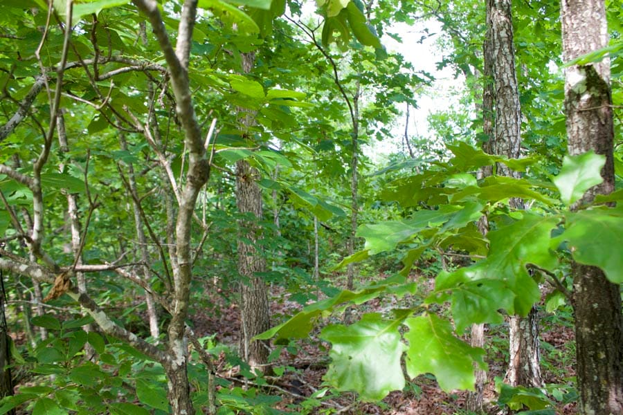 Thunder Mountain Ranch Tract 11 photo 6