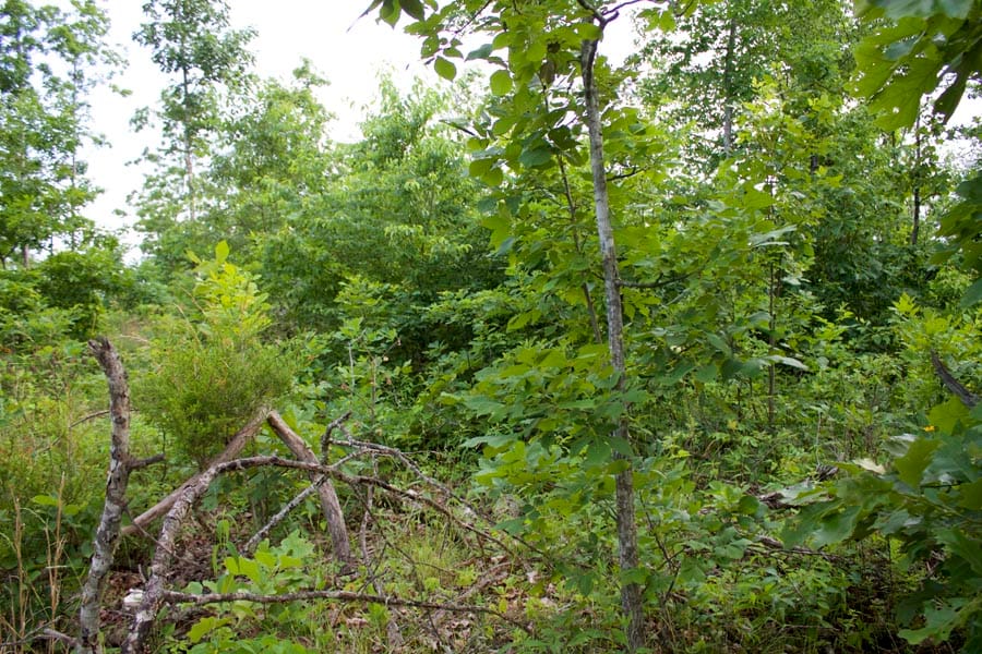 Thunder Mountain Ranch Tract 11 photo 11