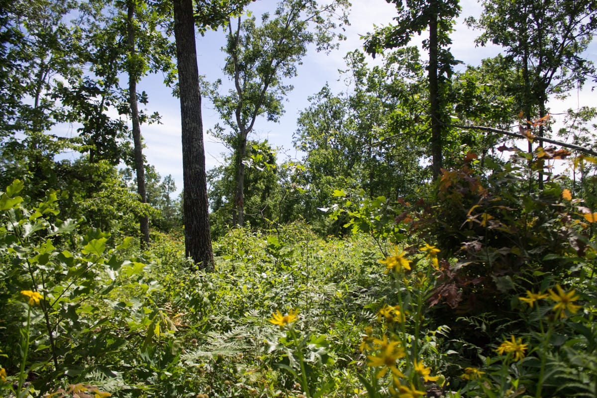 Timber Crossing Tract 27 photo 4
