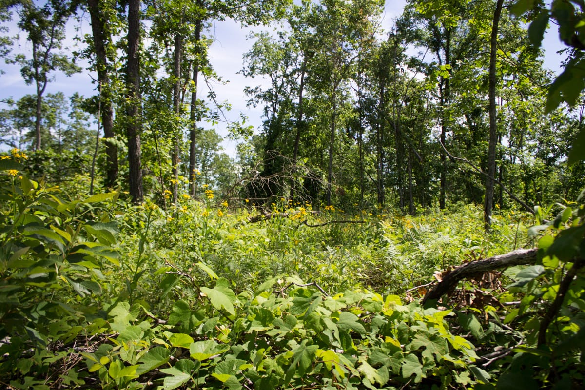 Timber Crossing Tract 27 photo 5