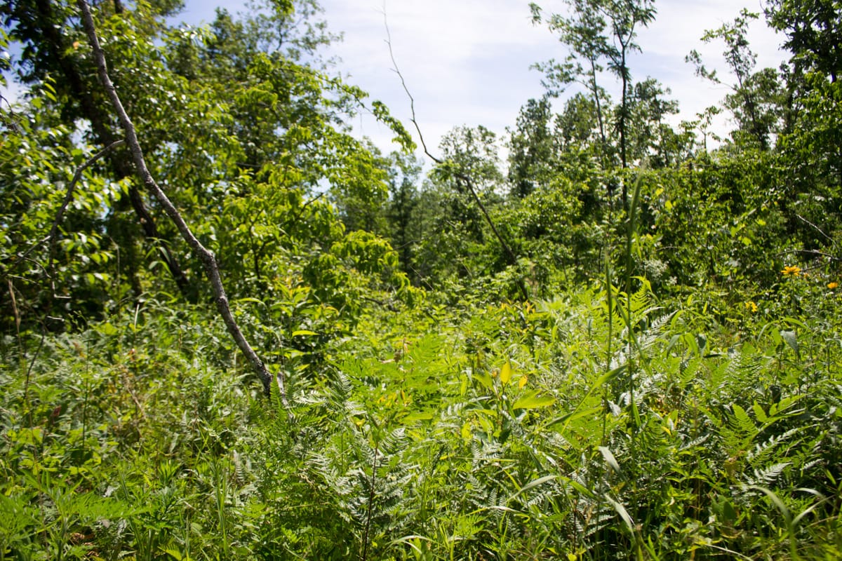 Timber Crossing Tract 27 photo 8