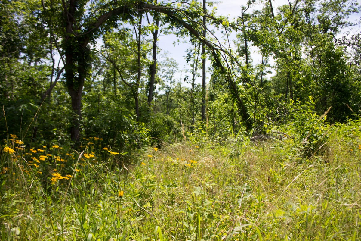 Timber Crossing Tract 27 photo 10