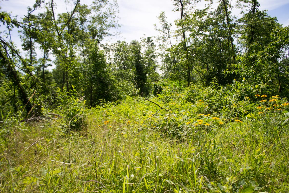 Timber Crossing Tract 27 photo 11