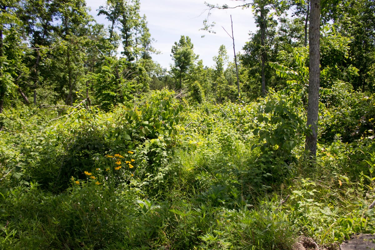 Timber Crossing Tract 27 photo 13