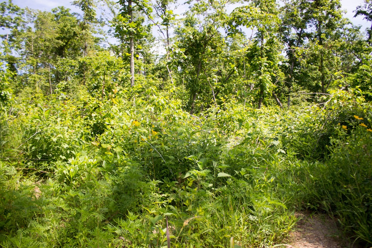 Timber Crossing Tract 27 photo 14