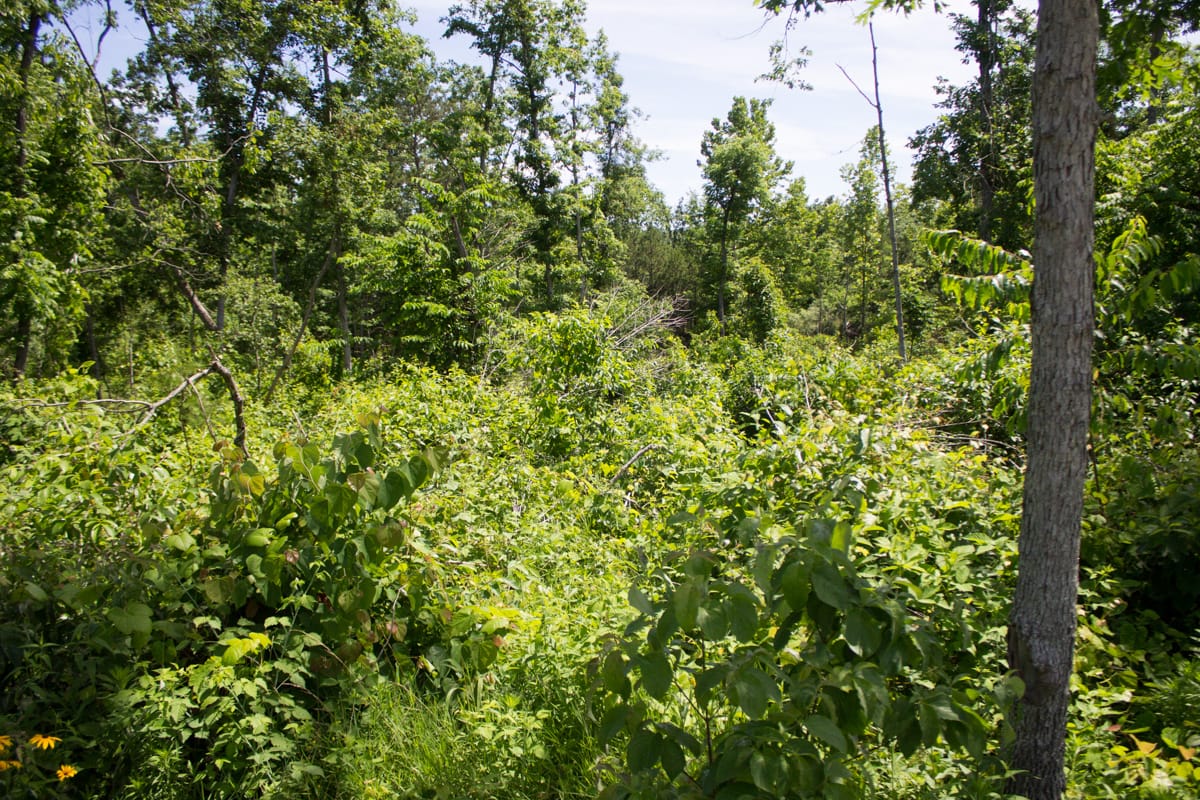 Timber Crossing Tract 27 photo 15
