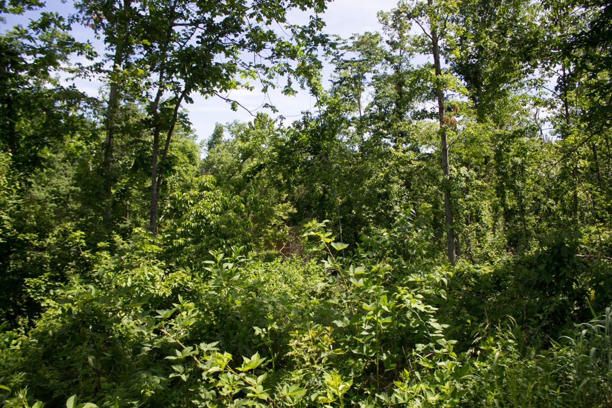 Timber Crossing Tract 27 photo 16