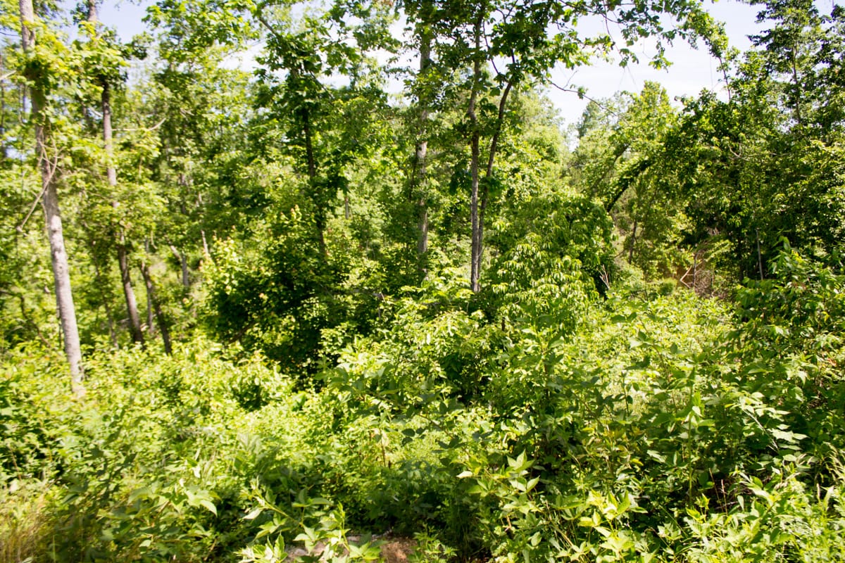 Timber Crossing Tract 27 photo 17