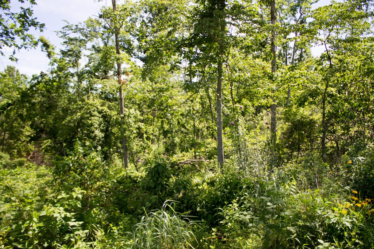 Timber Crossing Tract 27 photo 18