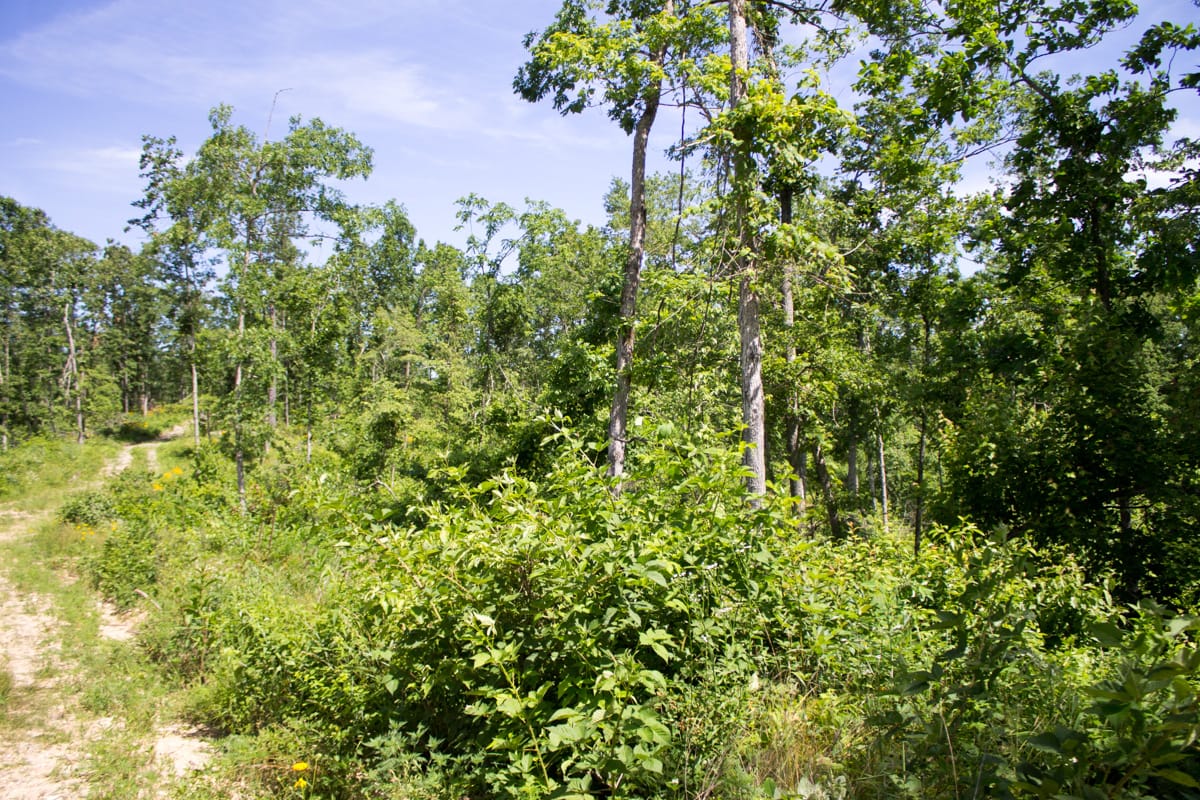 Timber Crossing Tract 27 photo 19