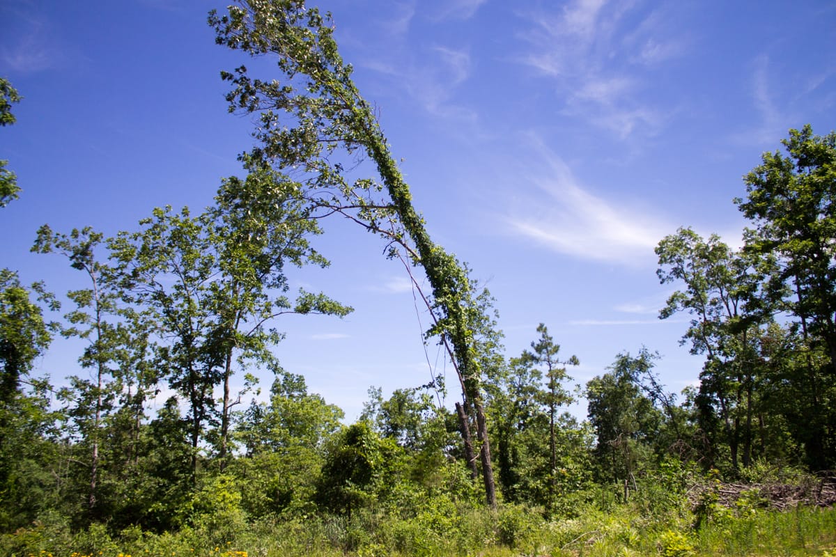 Timber Crossing Tract 27 photo 20