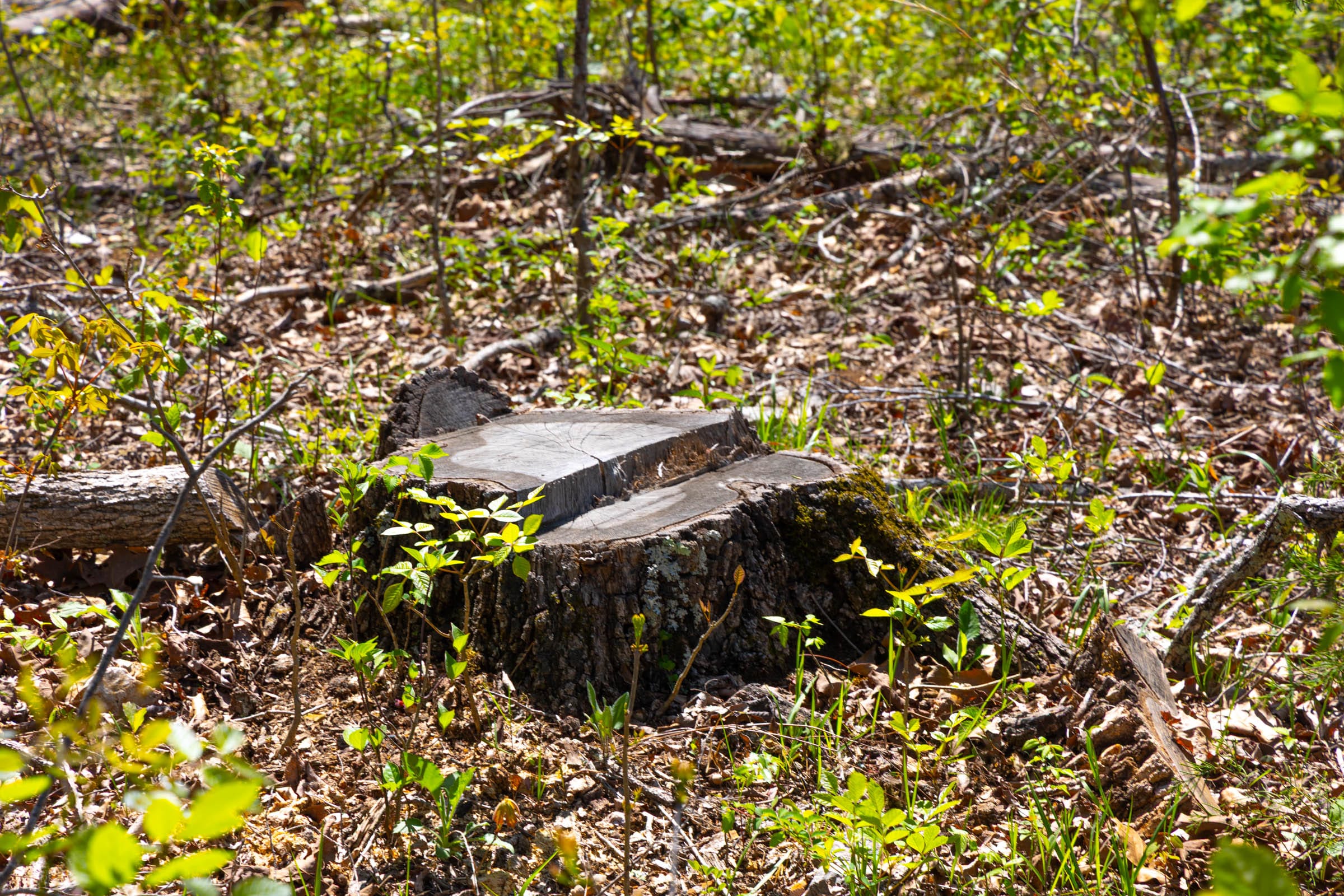 Lazybrook Tract 5 photo 12