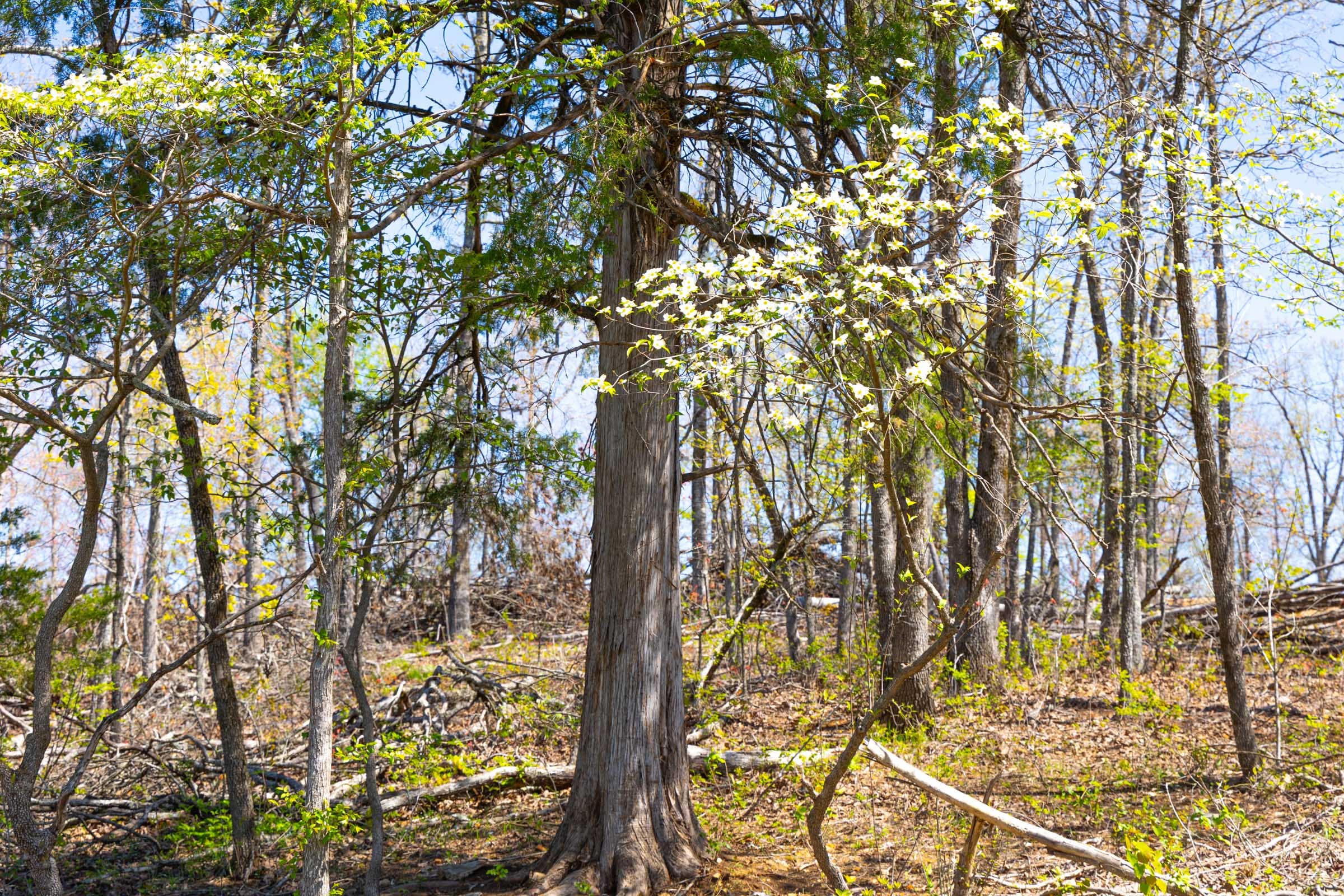 Lazybrook Tract 5 photo 10