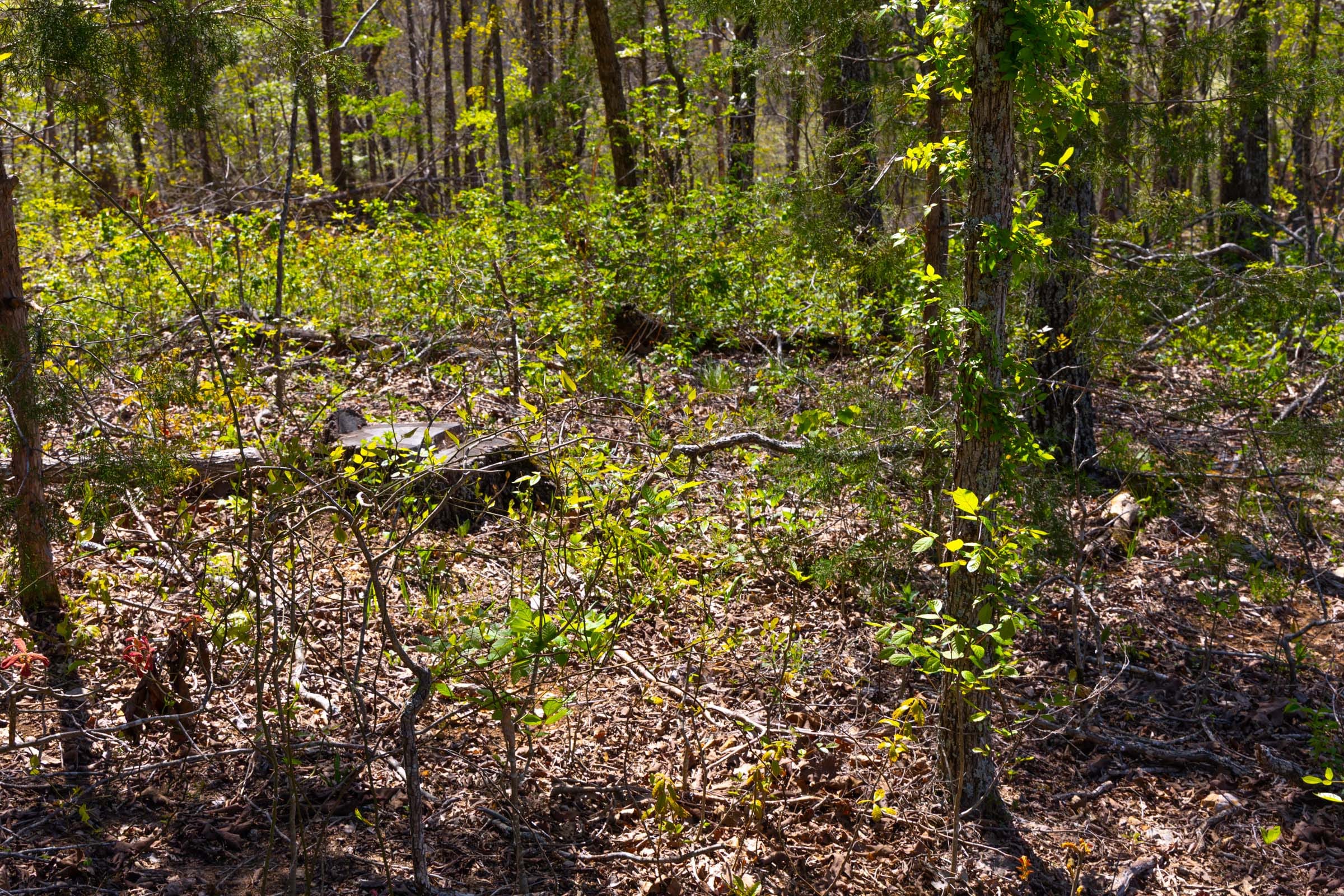 Lazybrook Tract 5 photo 11