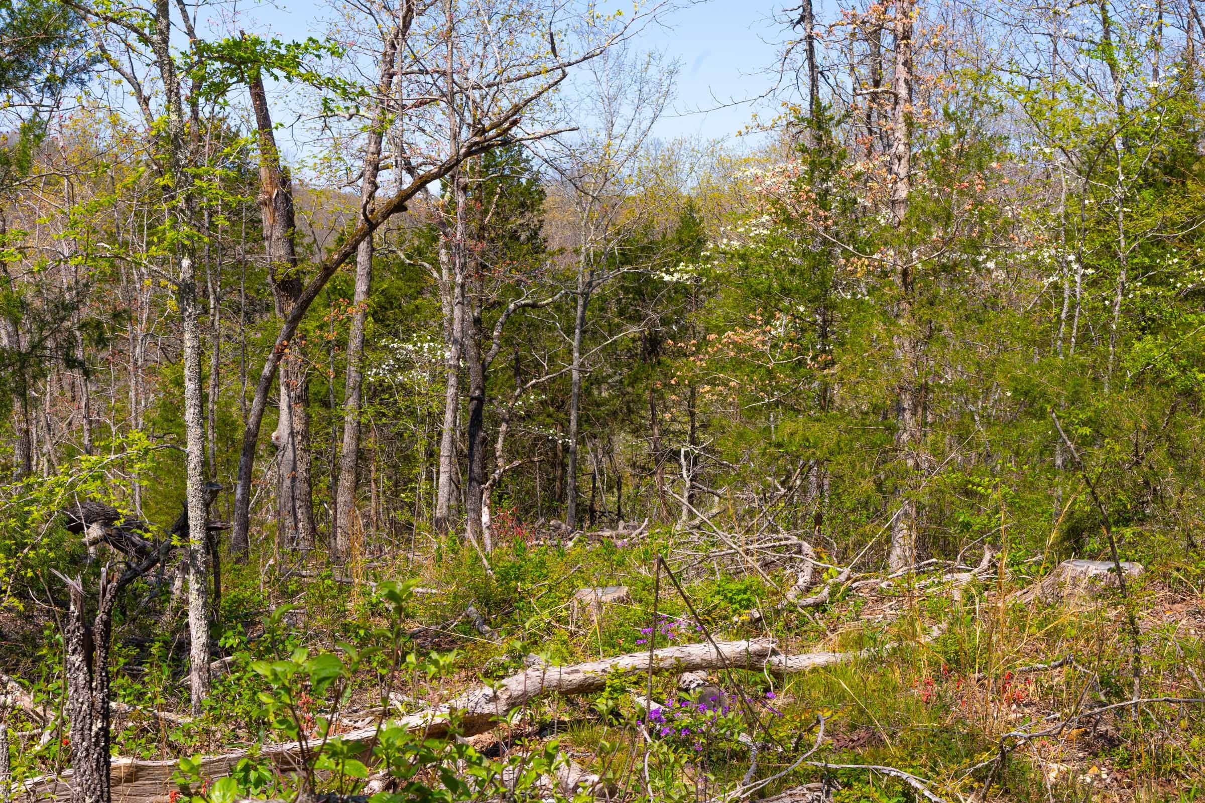 Lazybrook Tract 5 photo 9