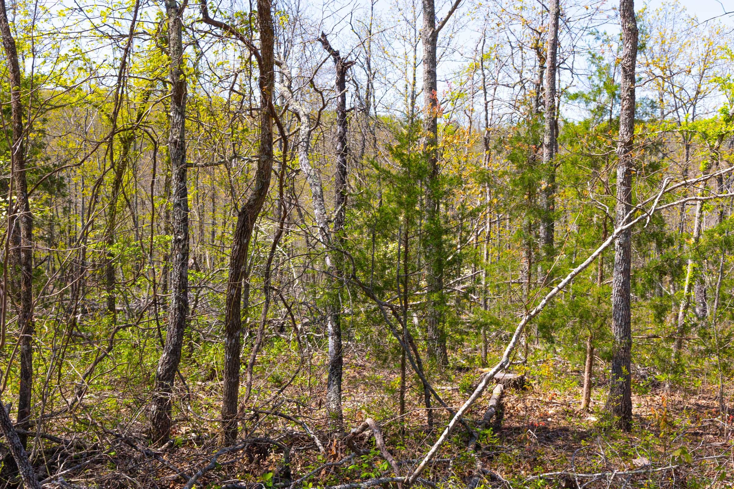 Lazybrook Tract 5 photo 7