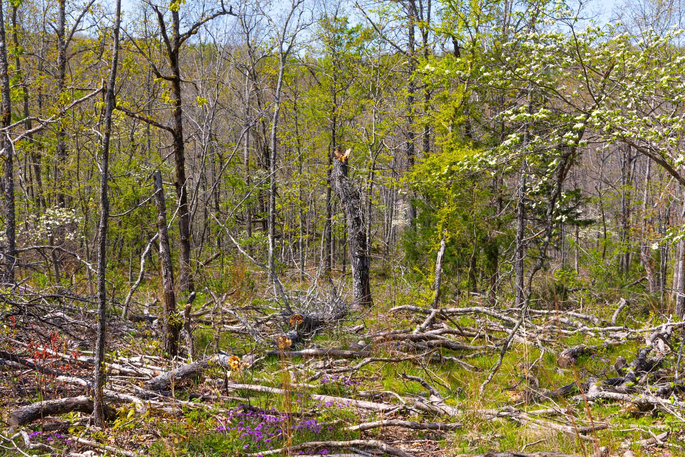 Lazybrook Tract 5 photo 5