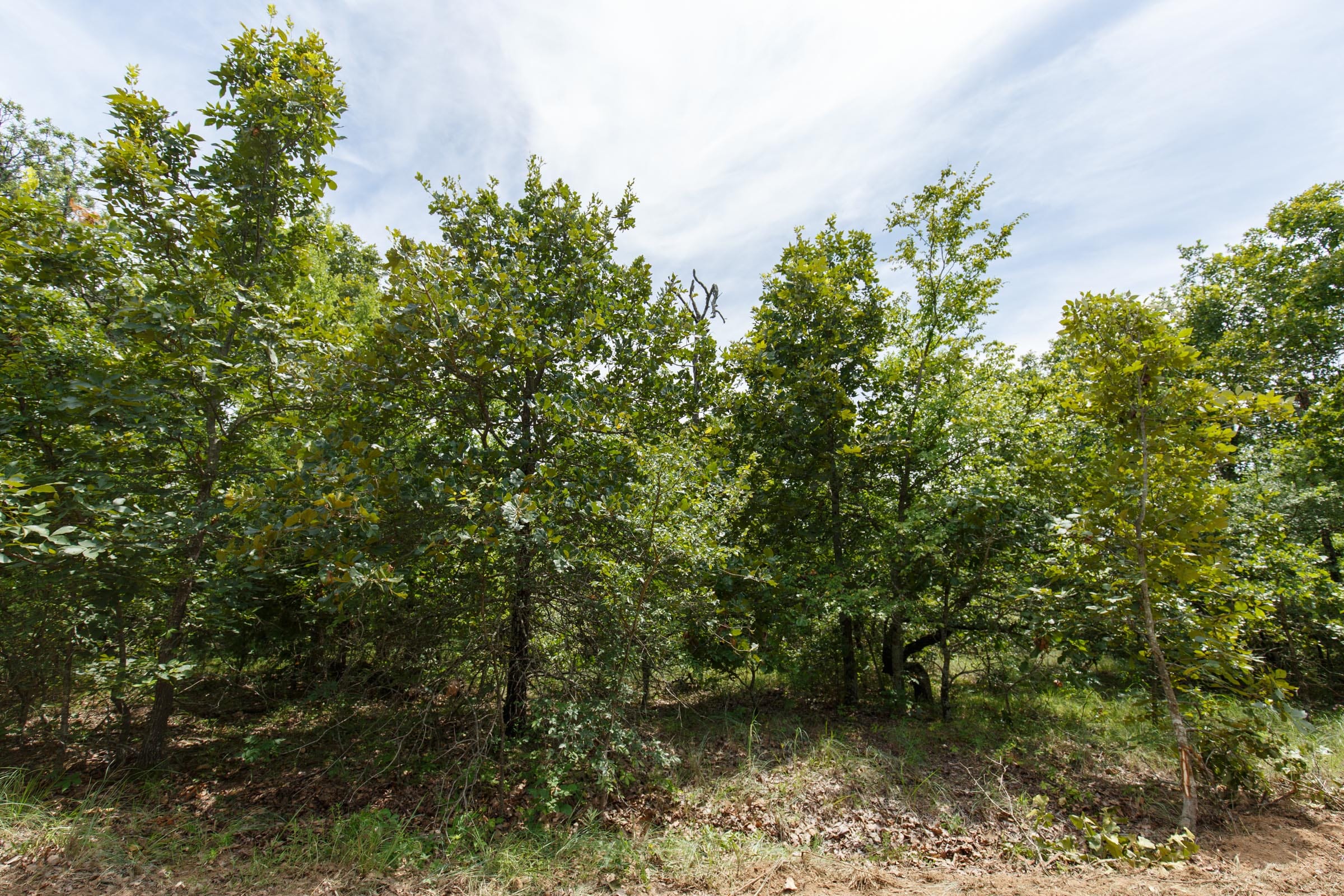 Timber Ridge Tract 25 photo 2