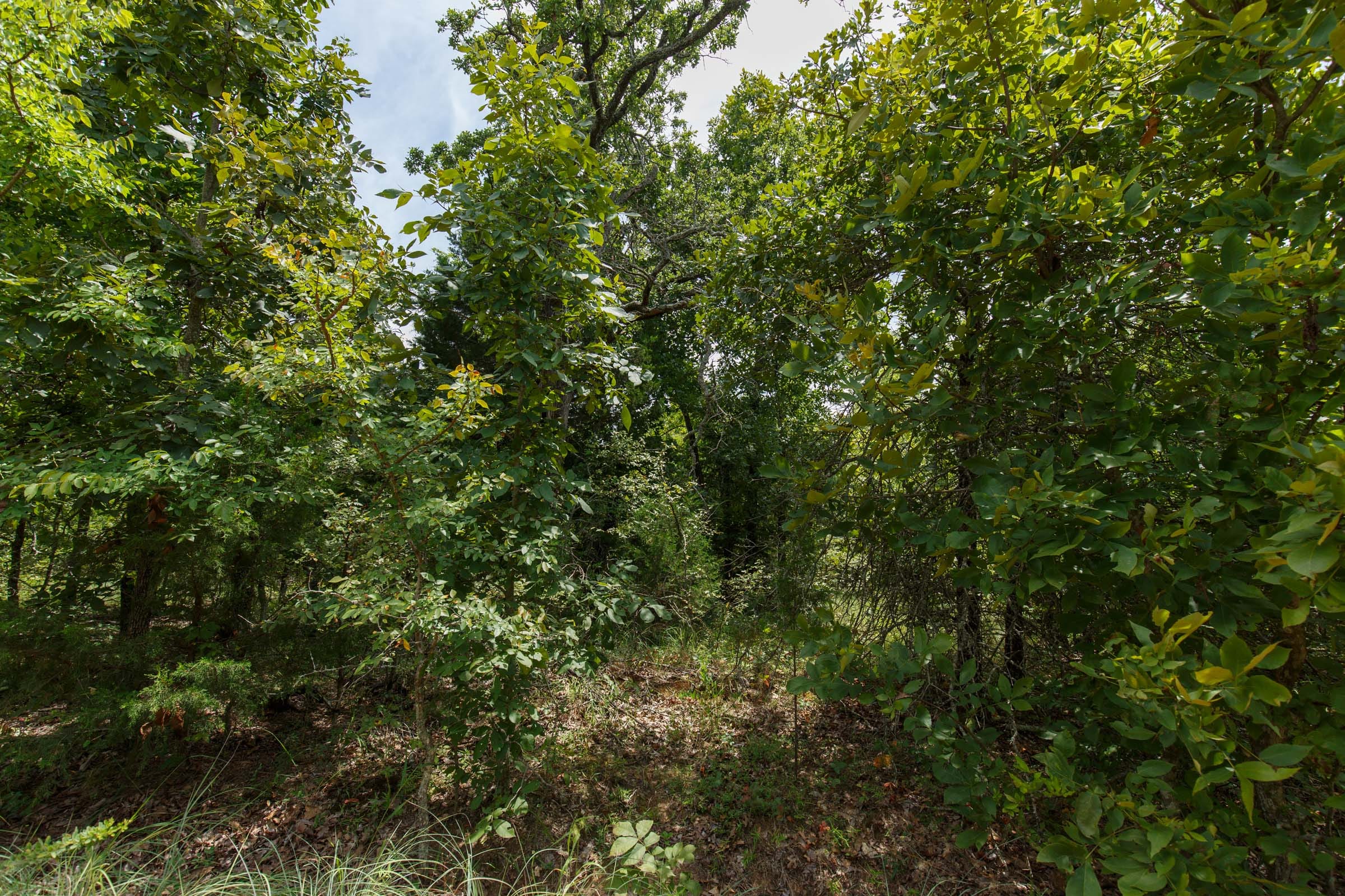 Timber Ridge Tract 25 photo 3