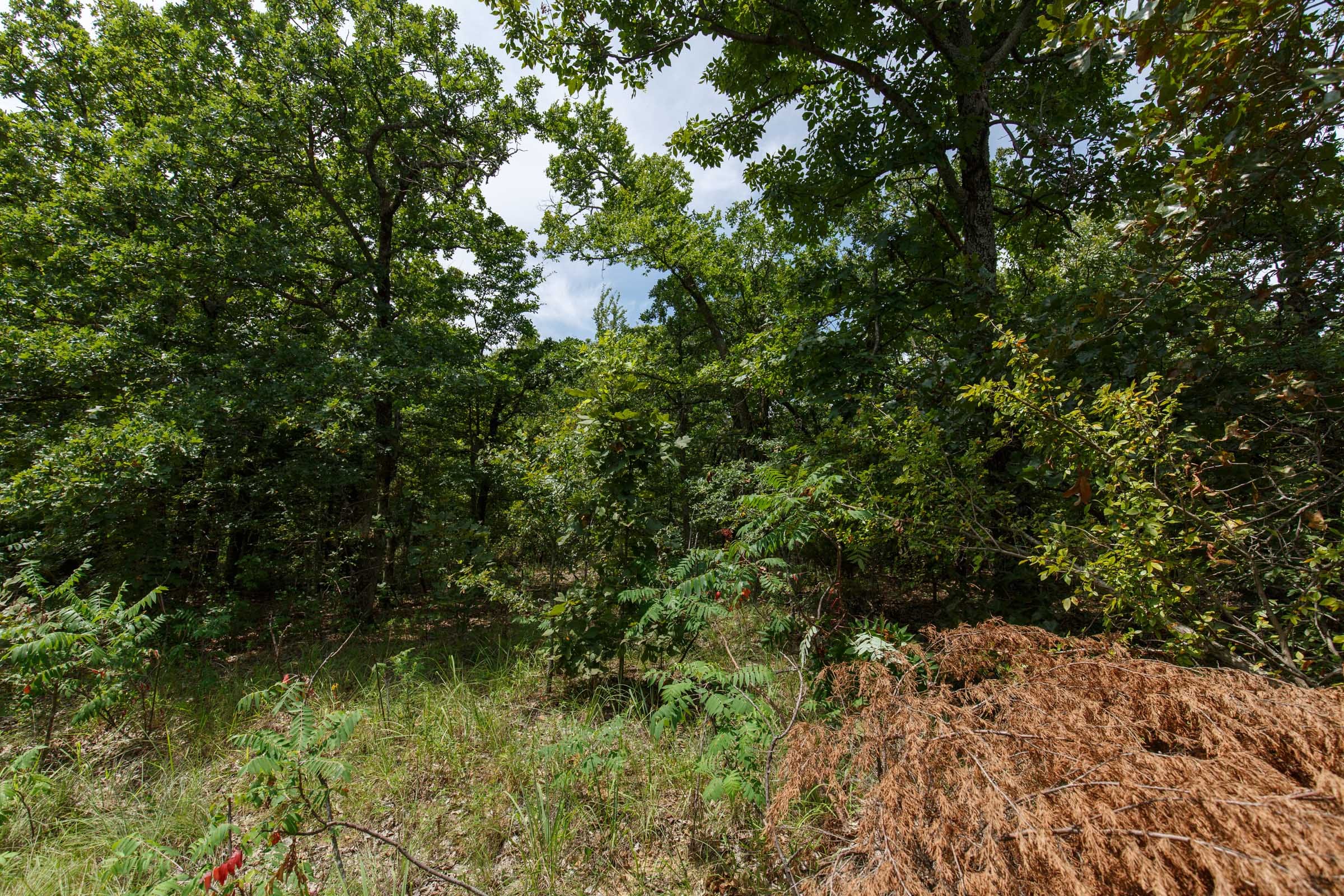 Timber Ridge Tract 25 photo 6