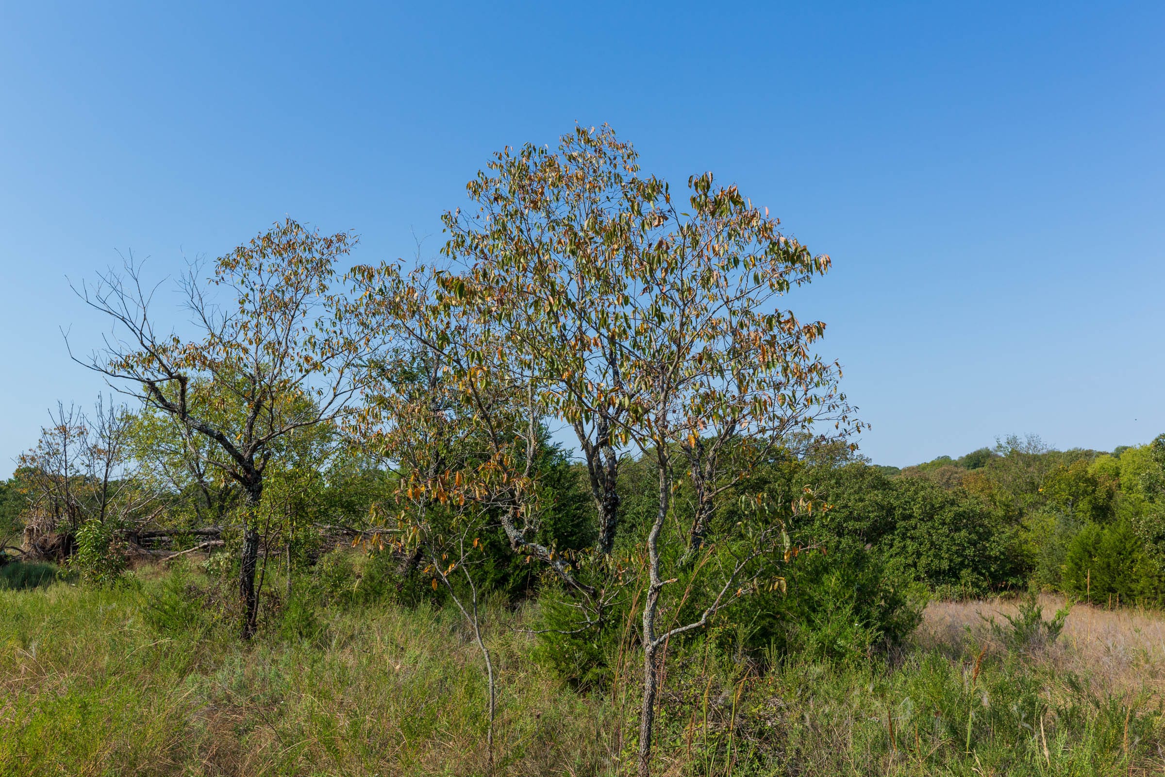Canyon Creek Tract 14 photo 3