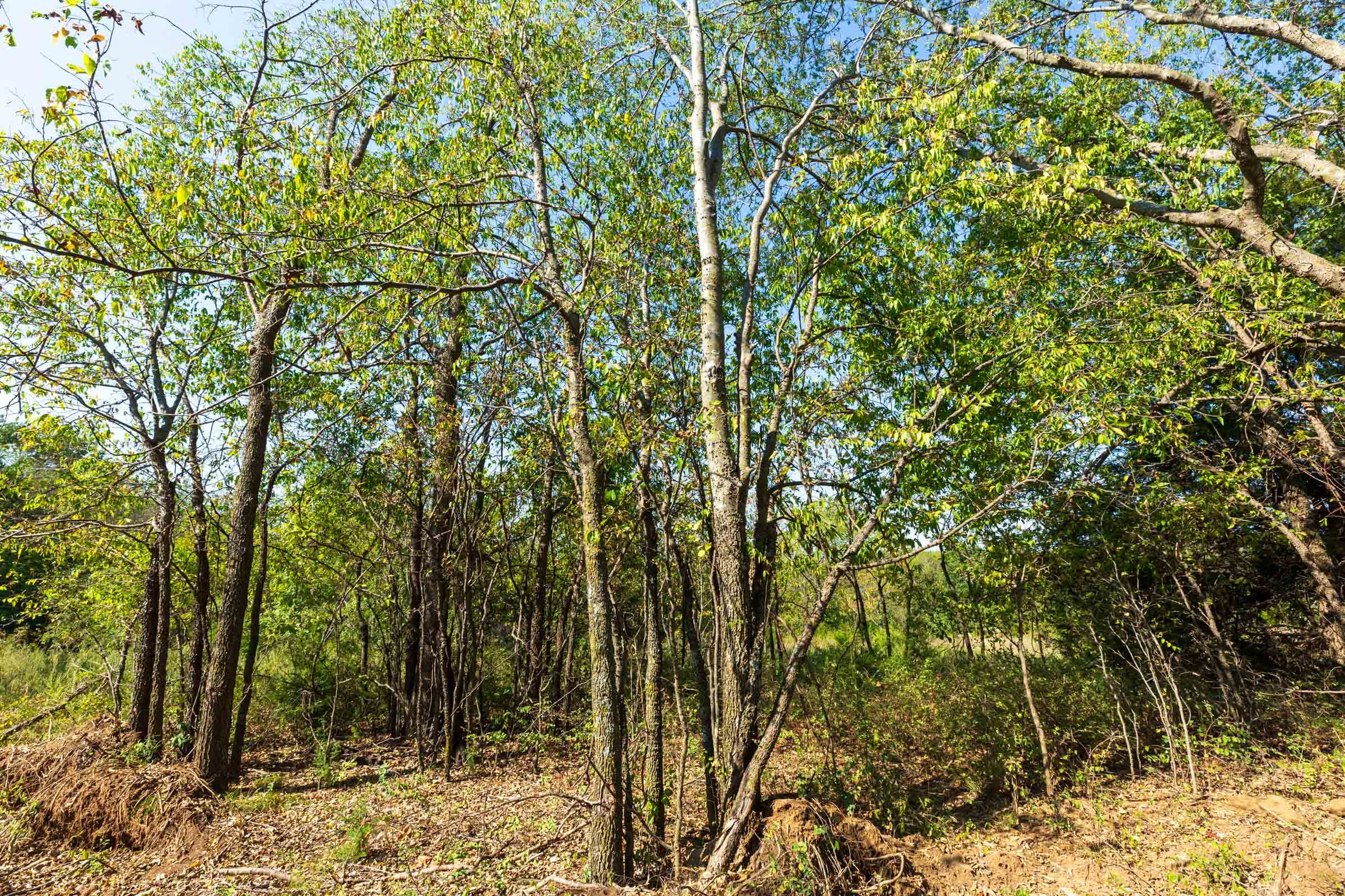 Canyon Creek Tract 14 photo 7