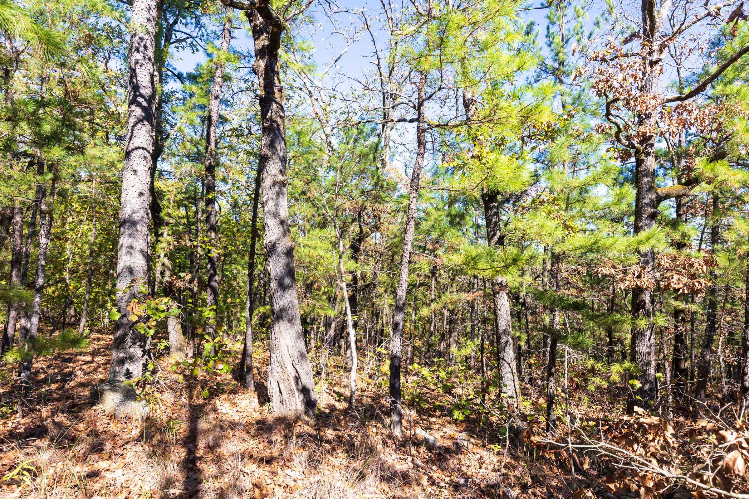 Stone Bridge Reserve Tract 16 photo 8