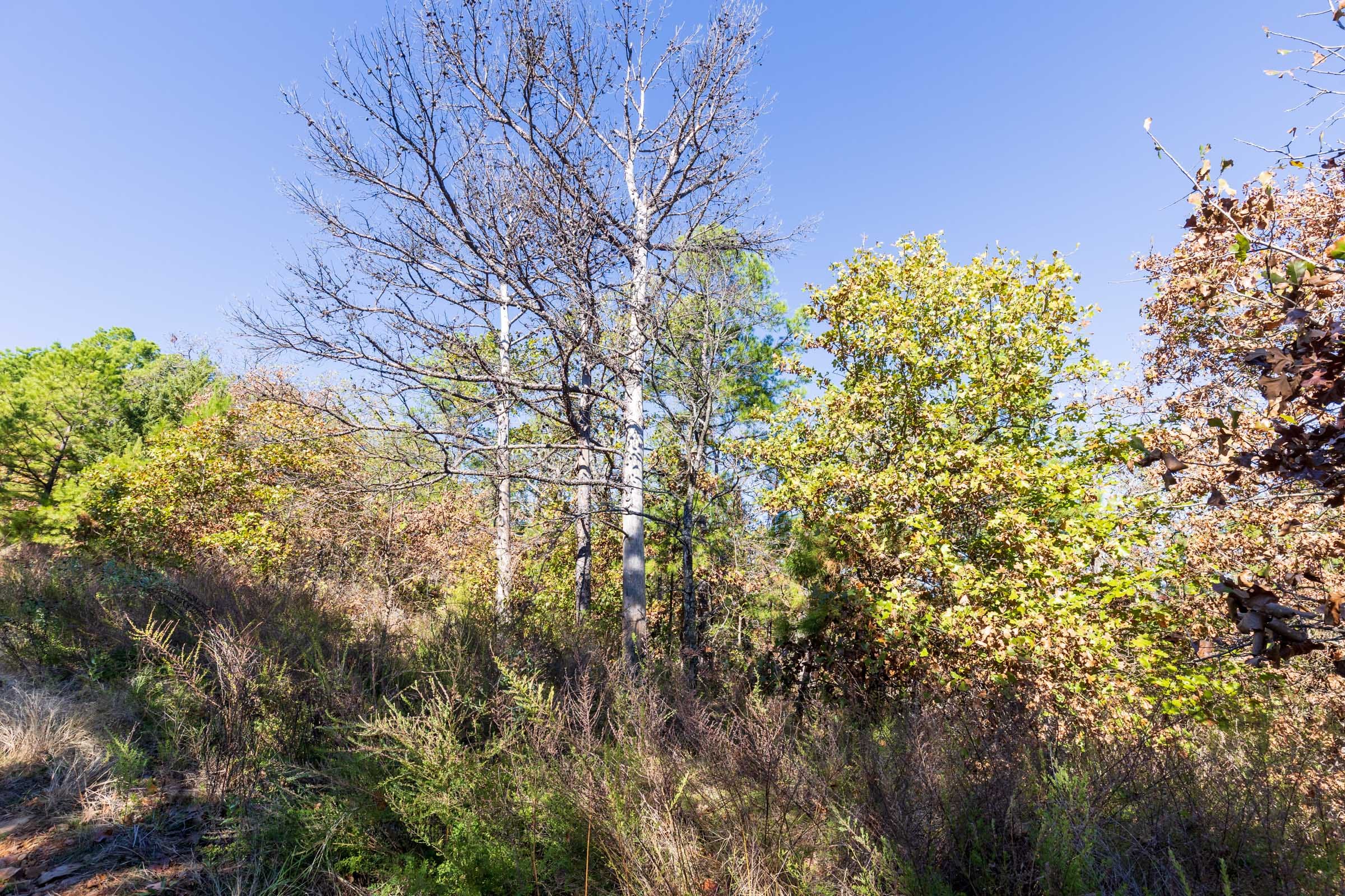 Stone Bridge Reserve Tract 16 photo 2